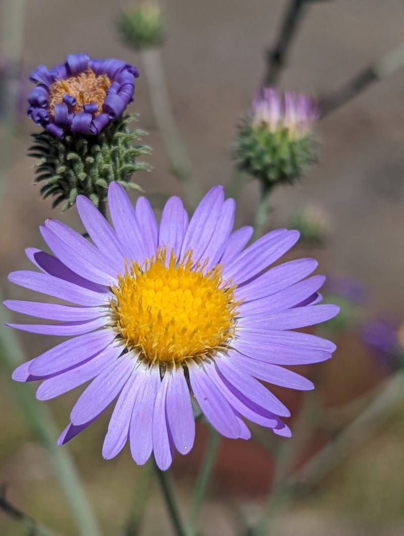 Dieteria asteroides var. asteroides photo 5