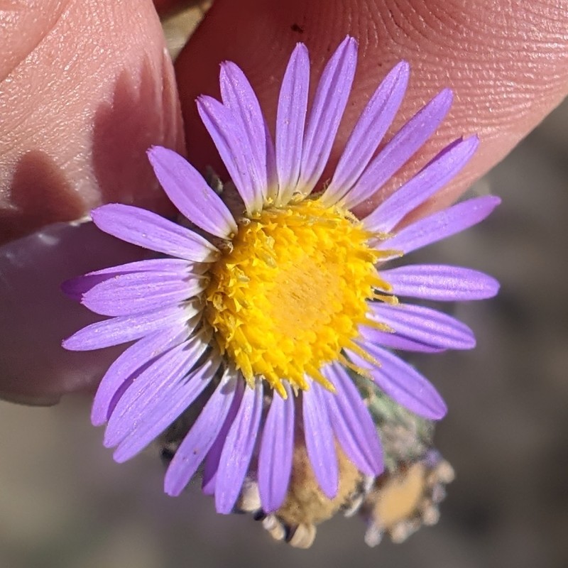 Dieteria asteroides var. asteroides photo 6