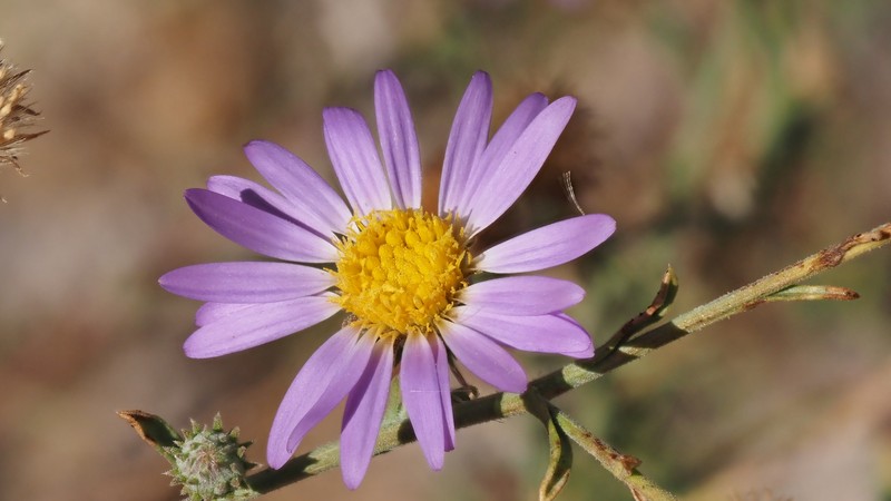 Dieteria asteroides var. asteroides photo 7