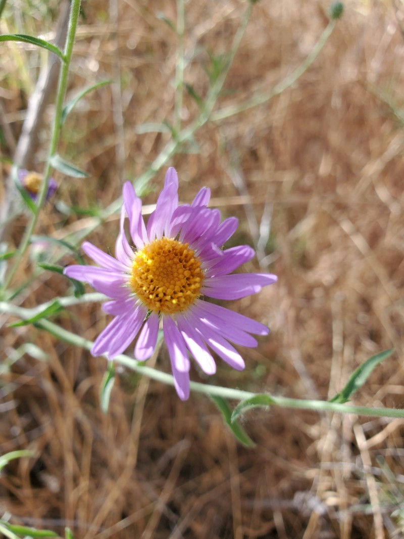 Dieteria asteroides var. asteroides photo 8