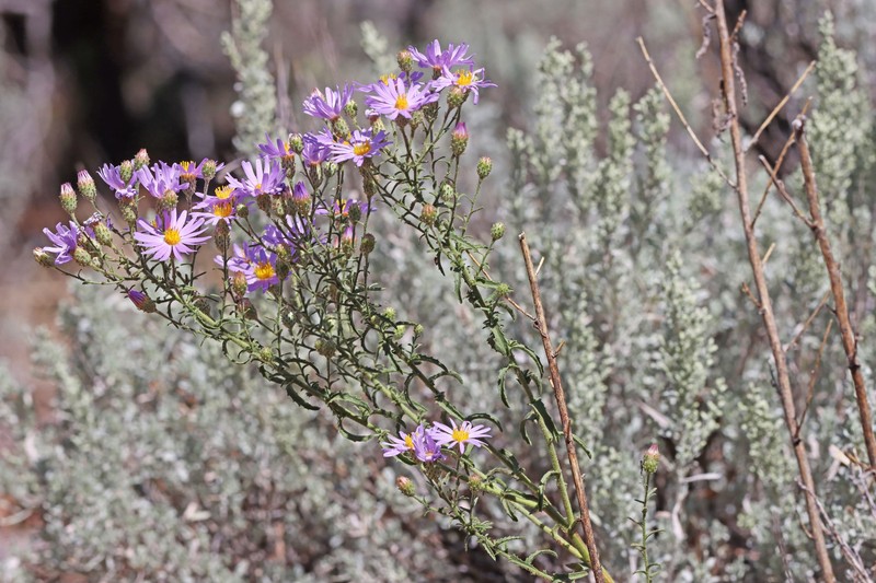 Dieteria asteroides var. glandulosa