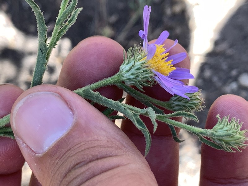 Dieteria asteroides var. glandulosa photo 2