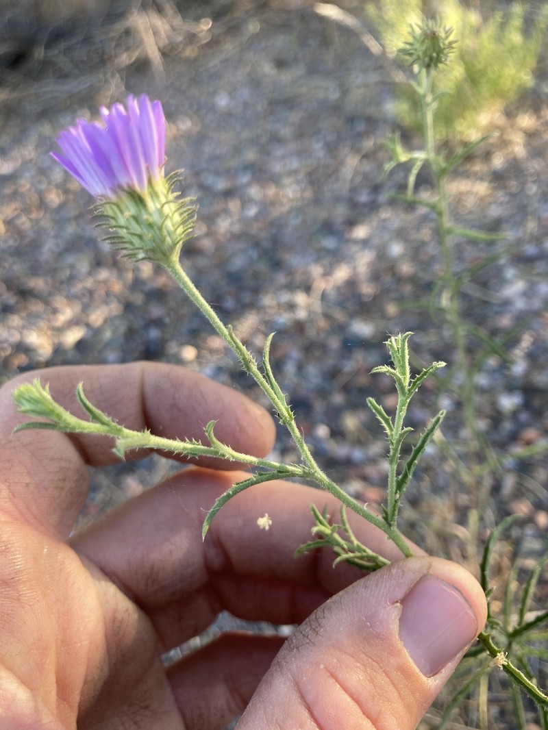 Dieteria asteroides var. glandulosa photo 3