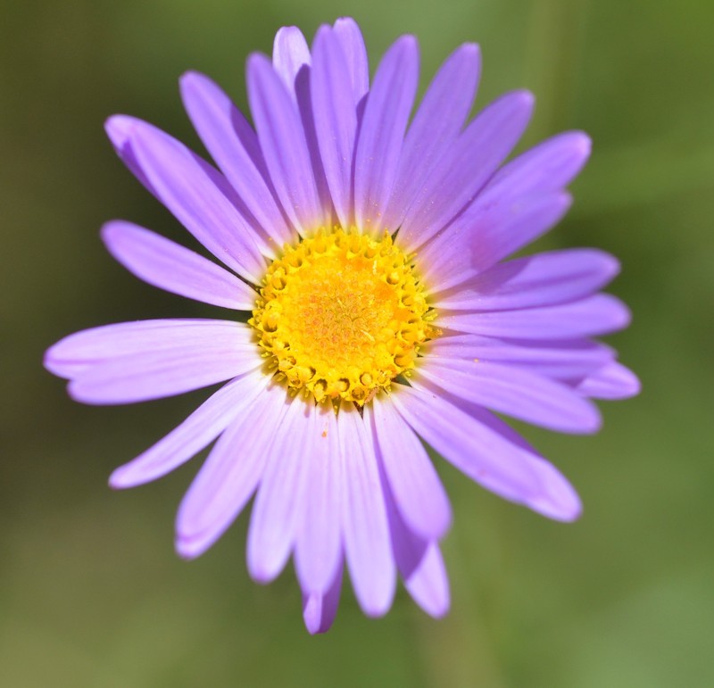 Dieteria asteroides var. glandulosa photo 4