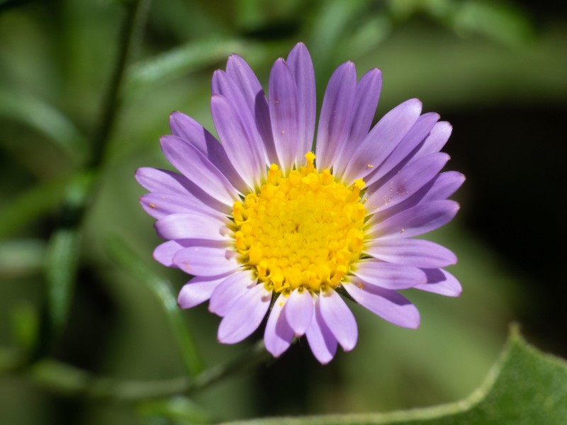 Dieteria asteroides var. glandulosa photo 5