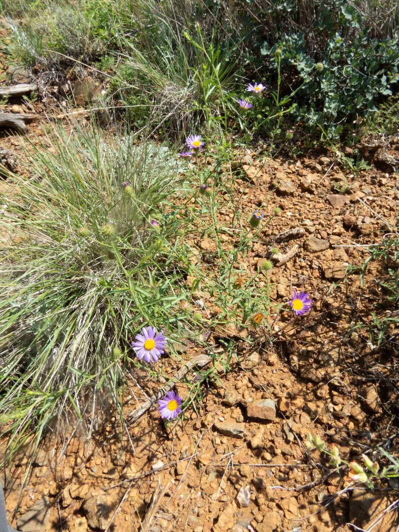 Dieteria asteroides var. glandulosa photo 6