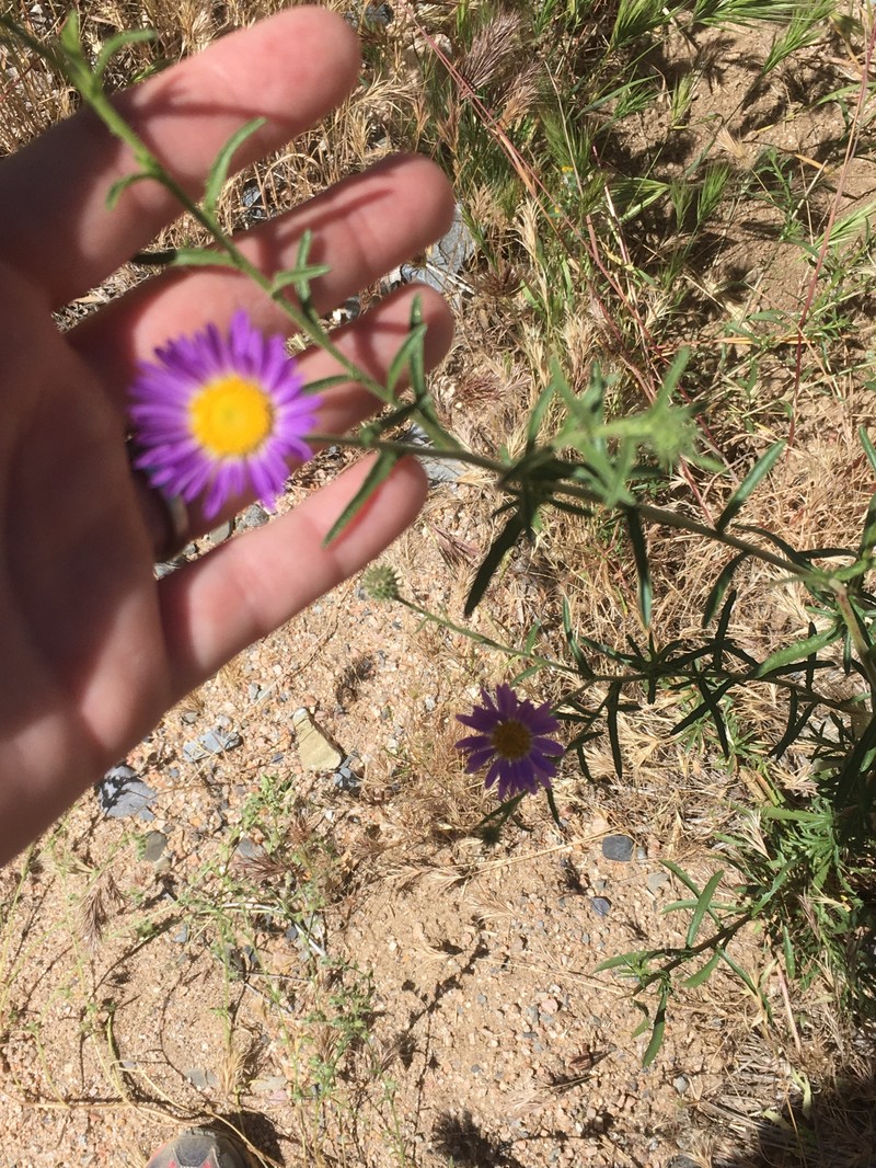 Dieteria asteroides var. glandulosa photo 7