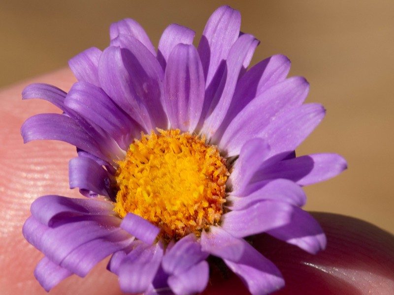 Dieteria asteroides var. glandulosa photo 8