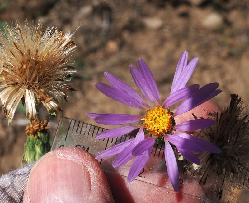 Dieteria asteroides var. lagunensis