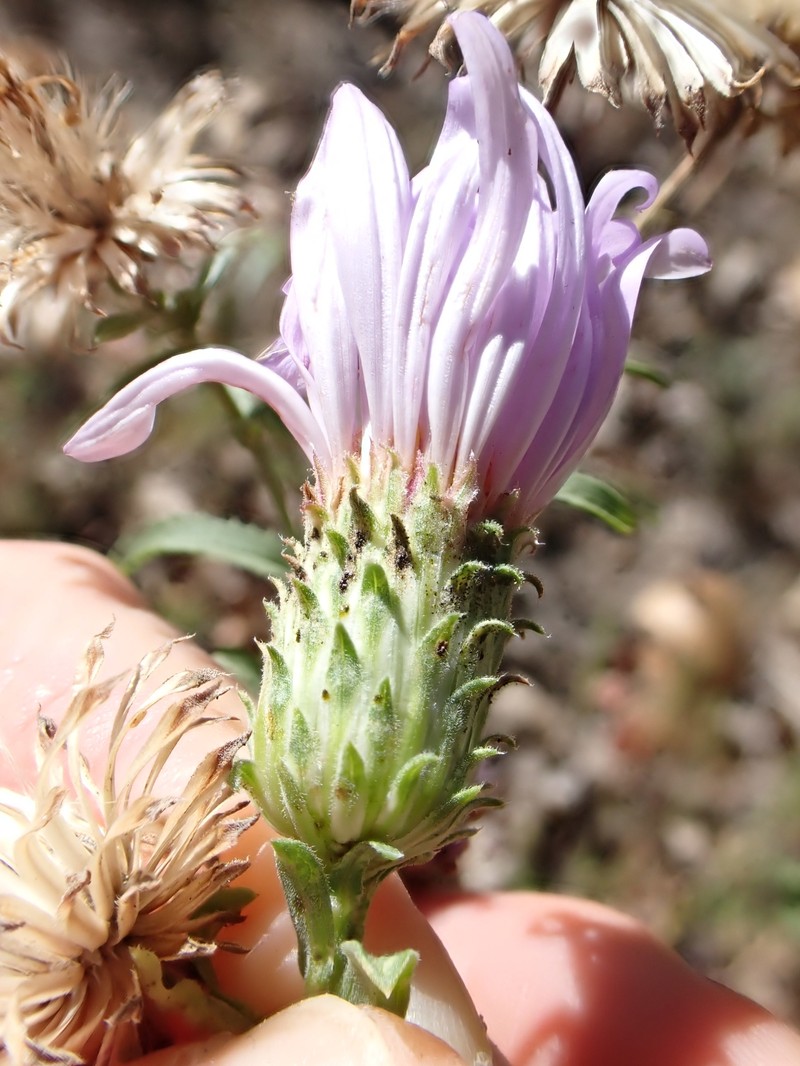 Dieteria asteroides var. lagunensis photo 2