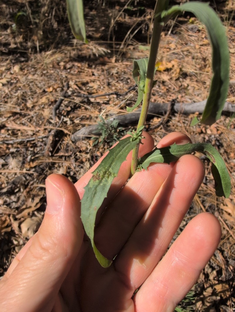 Dieteria asteroides var. lagunensis photo 3