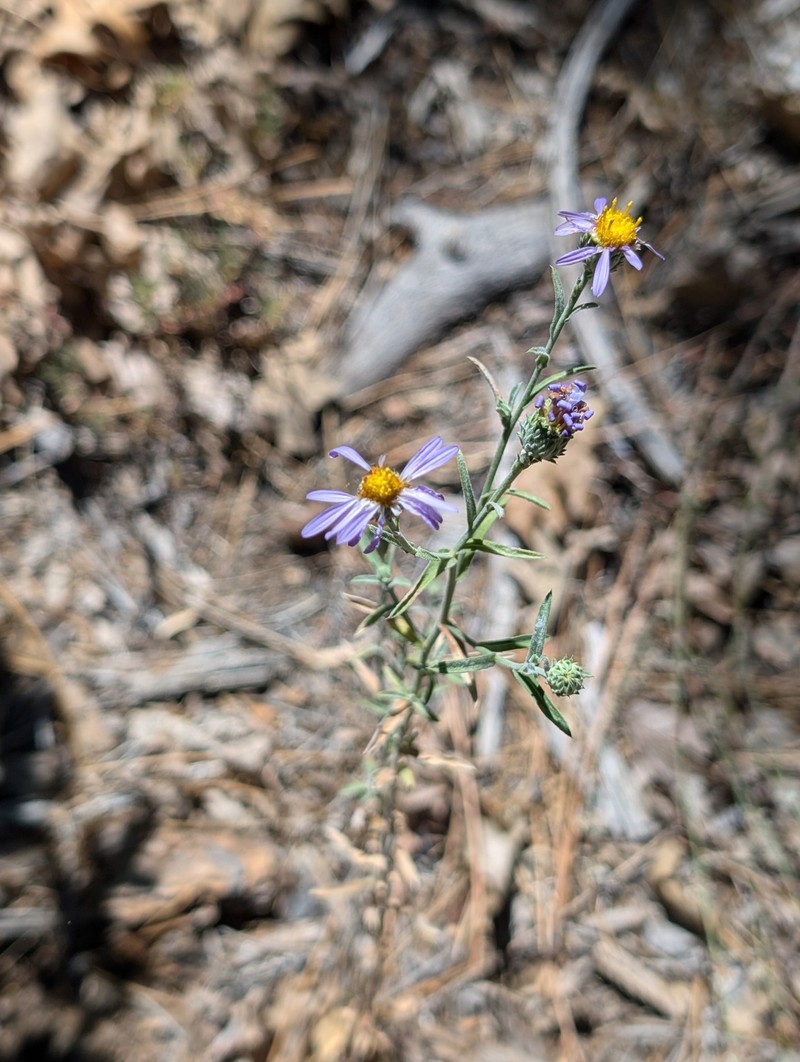 Dieteria asteroides var. lagunensis photo 4