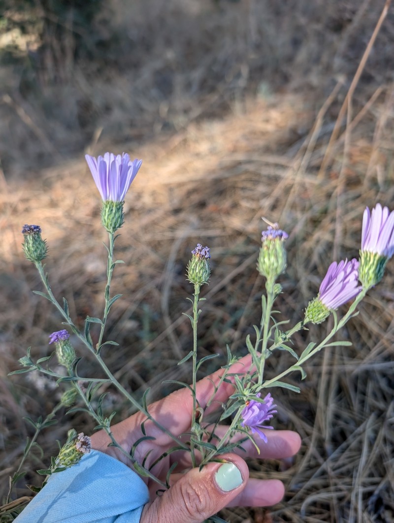 Dieteria asteroides var. lagunensis photo 5