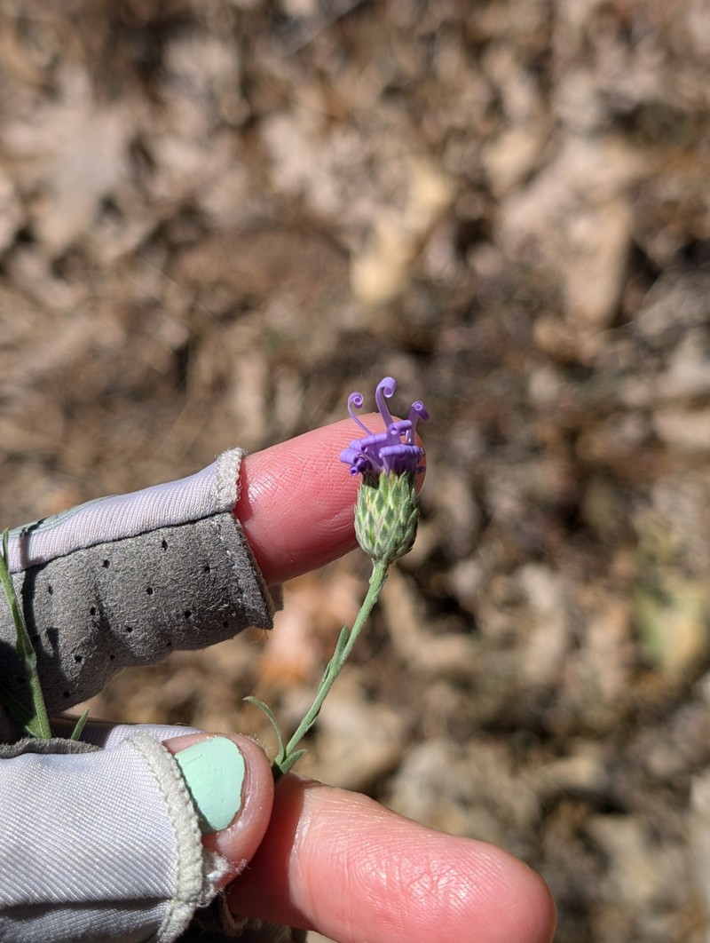 Dieteria asteroides var. lagunensis photo 6
