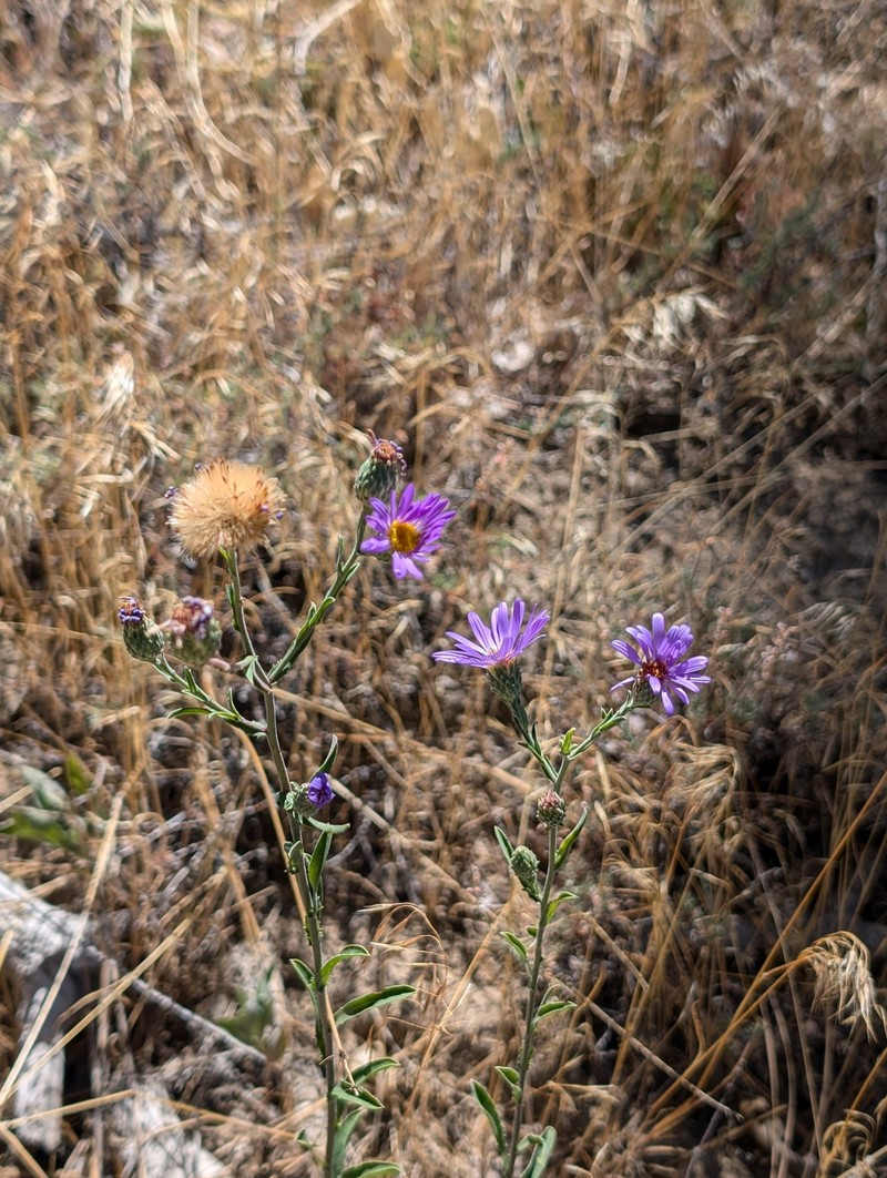 Dieteria asteroides var. lagunensis photo 7