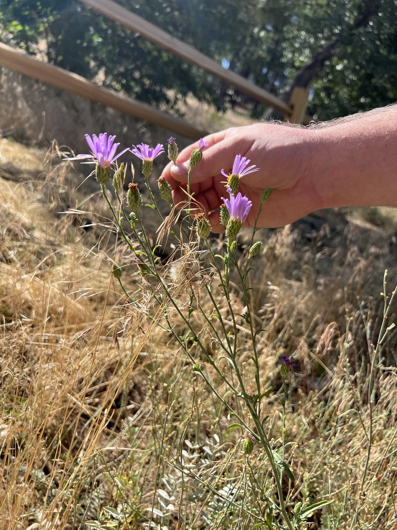 Dieteria asteroides var. lagunensis photo 8