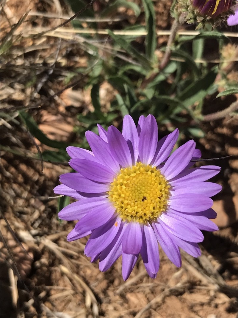 Bigelow's Tansyaster