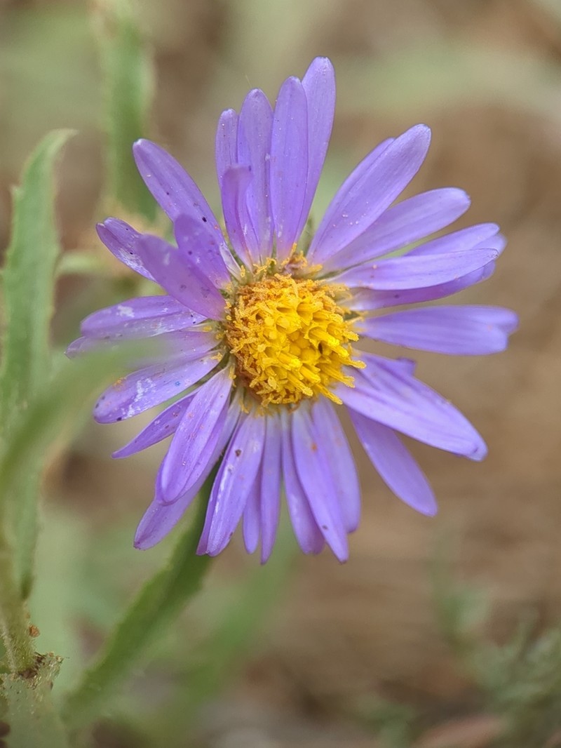 Bigelow's Tansyaster photo 2