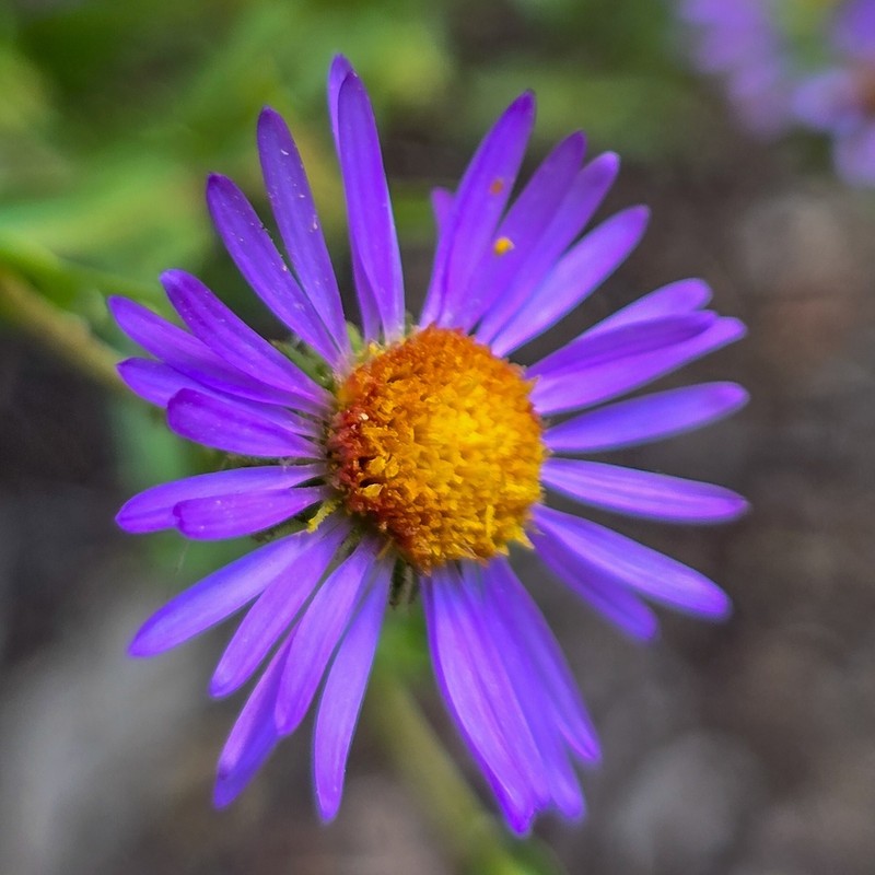 Bigelow's Tansyaster photo 3