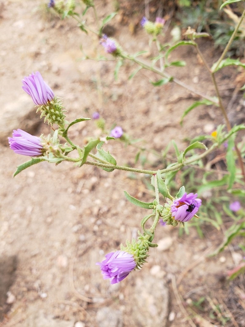 Bigelow's Tansyaster photo 4