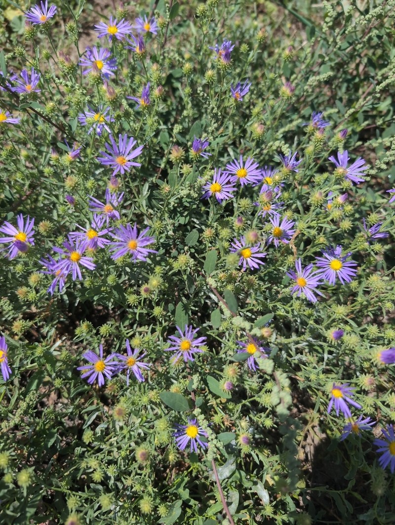 Bigelow's Tansyaster photo 6