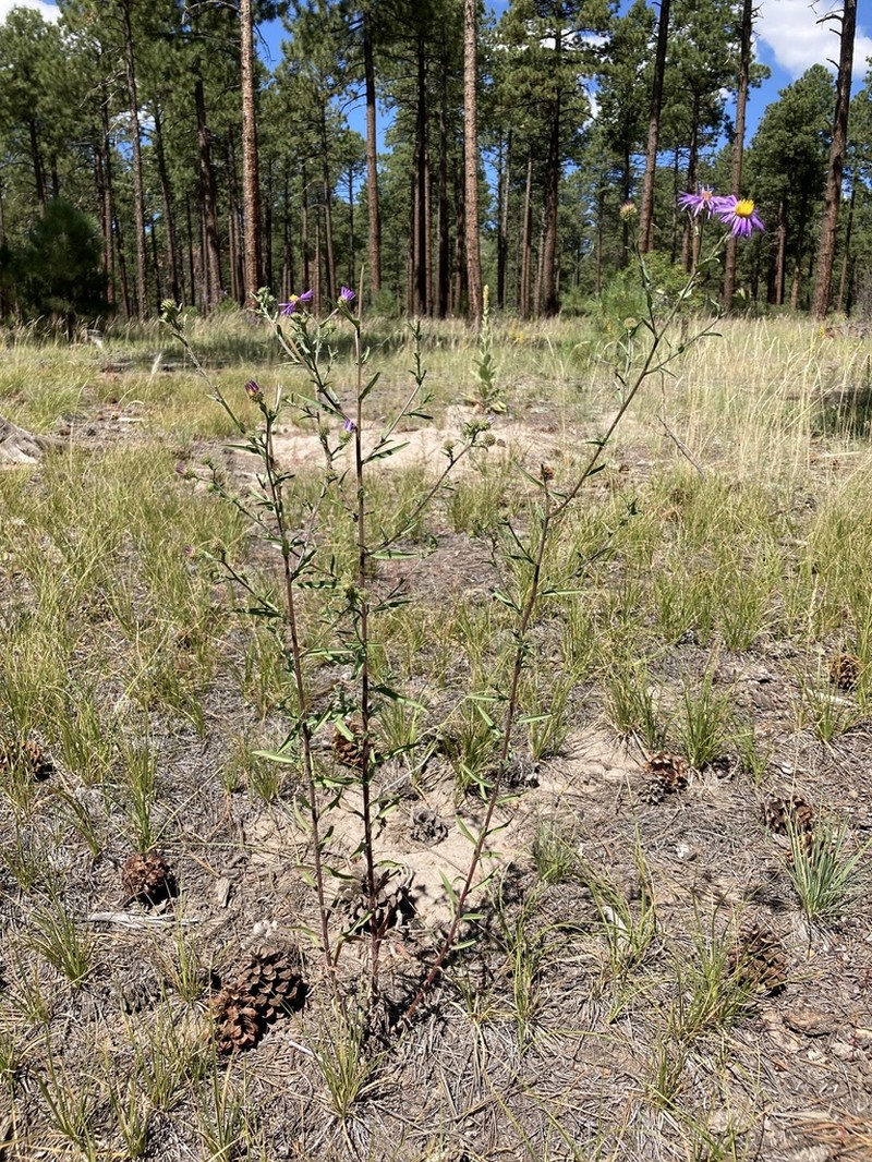 Bigelow's Tansyaster photo 8