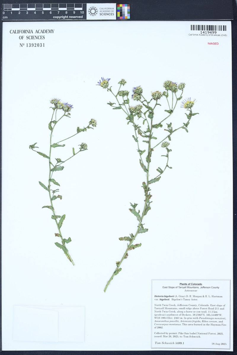 Dieteria bigelovii var. bigelovii photo 2