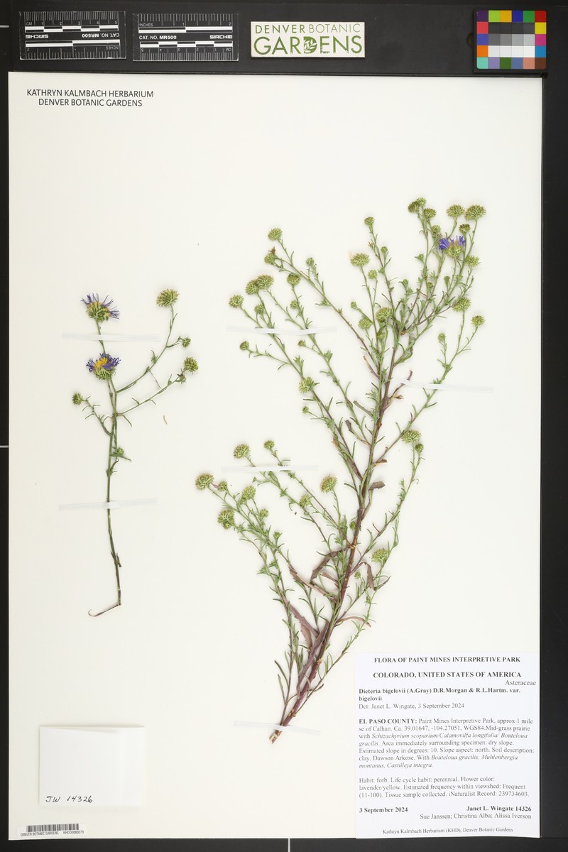Dieteria bigelovii var. bigelovii photo 3