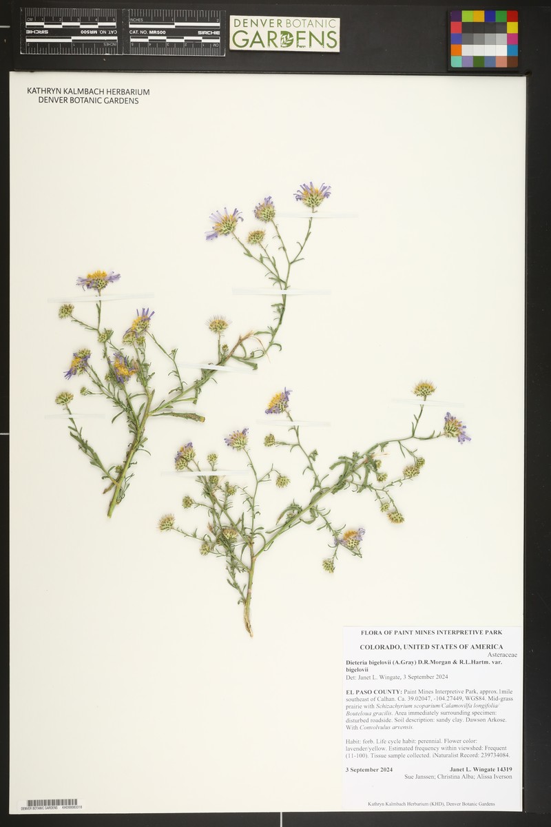 Dieteria bigelovii var. bigelovii photo 4