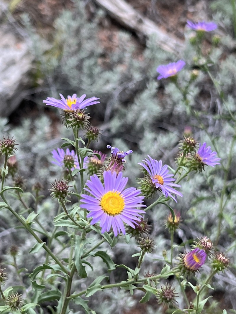 Dieteria bigelovii var. bigelovii