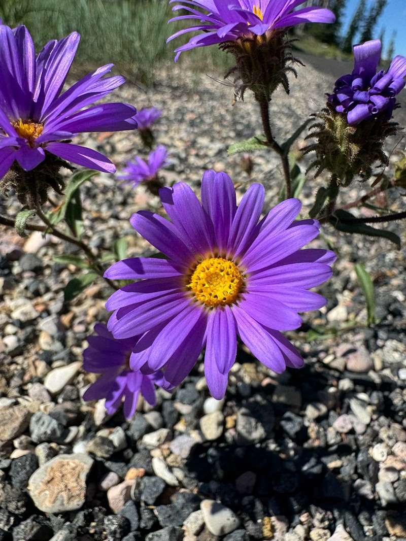 Dieteria bigelovii var. commixta