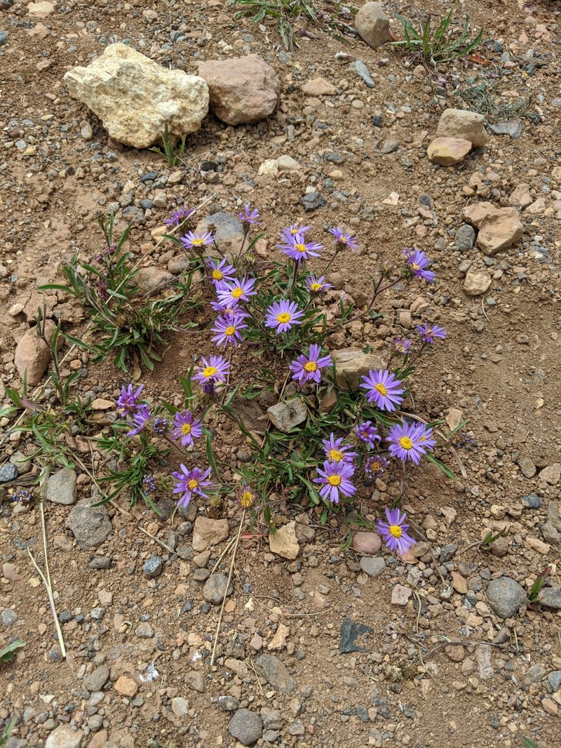 Dieteria bigelovii var. commixta photo 4