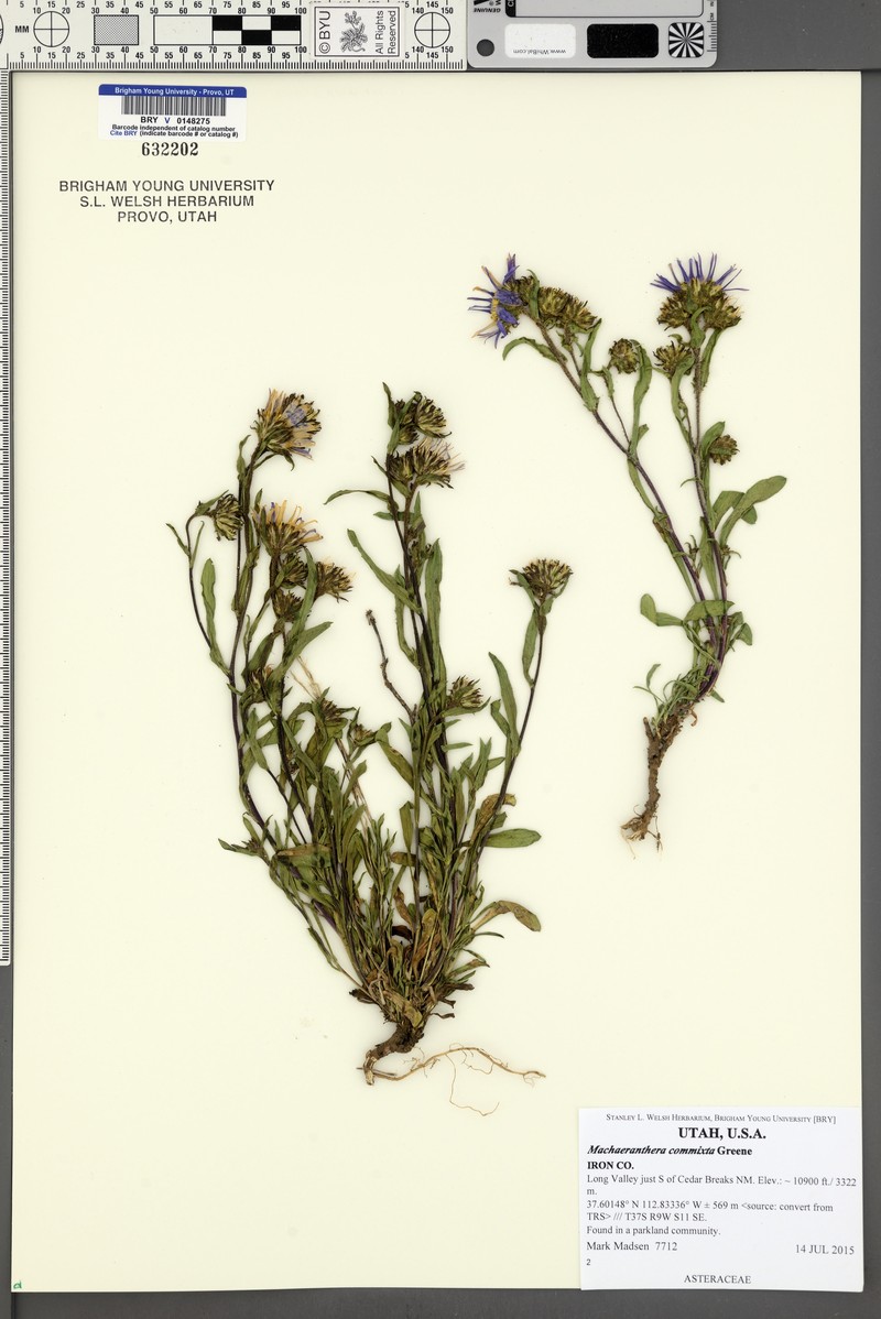 Dieteria bigelovii var. commixta photo 5
