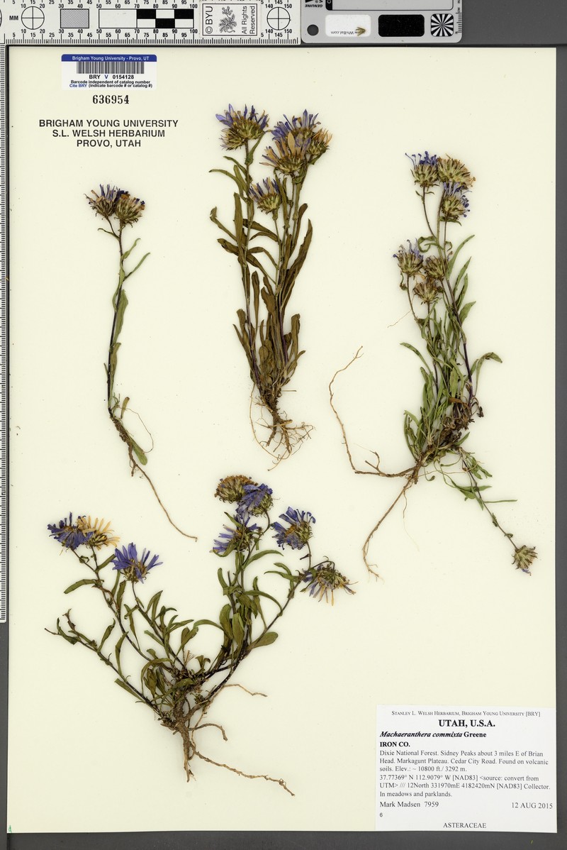 Dieteria bigelovii var. commixta photo 6