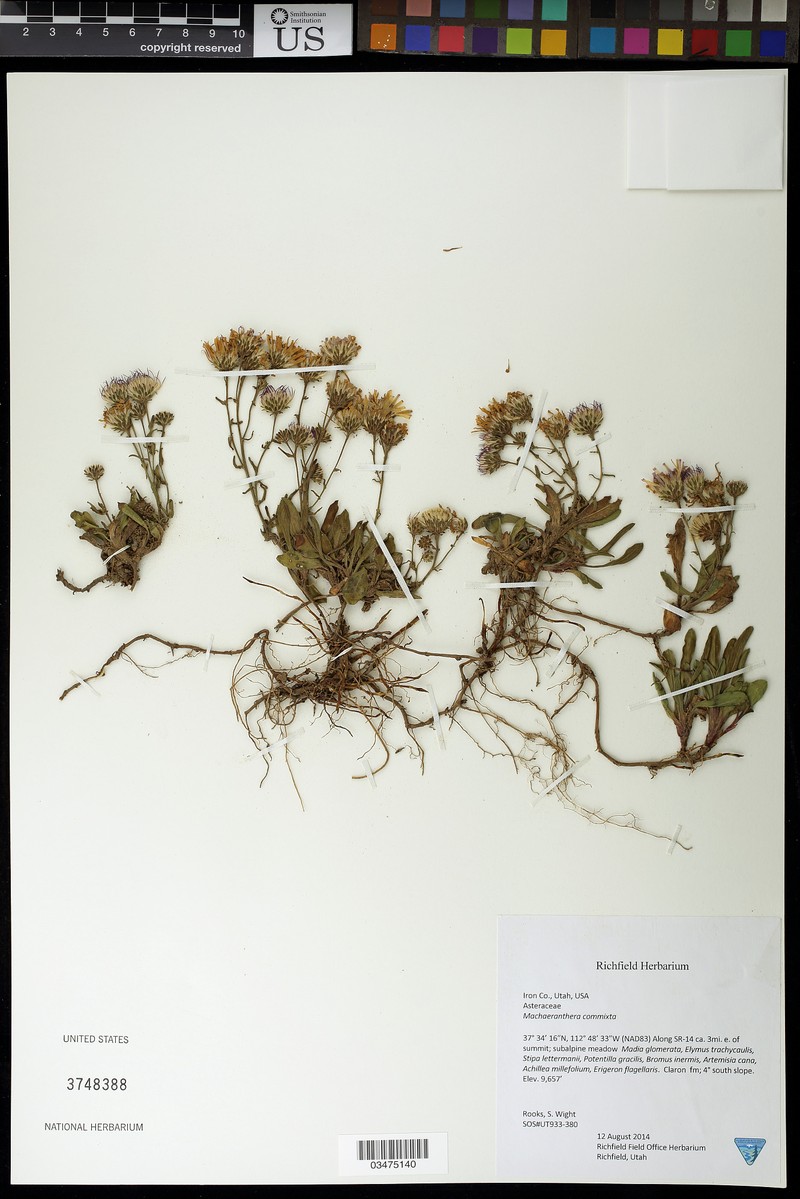 Dieteria bigelovii var. commixta photo 7