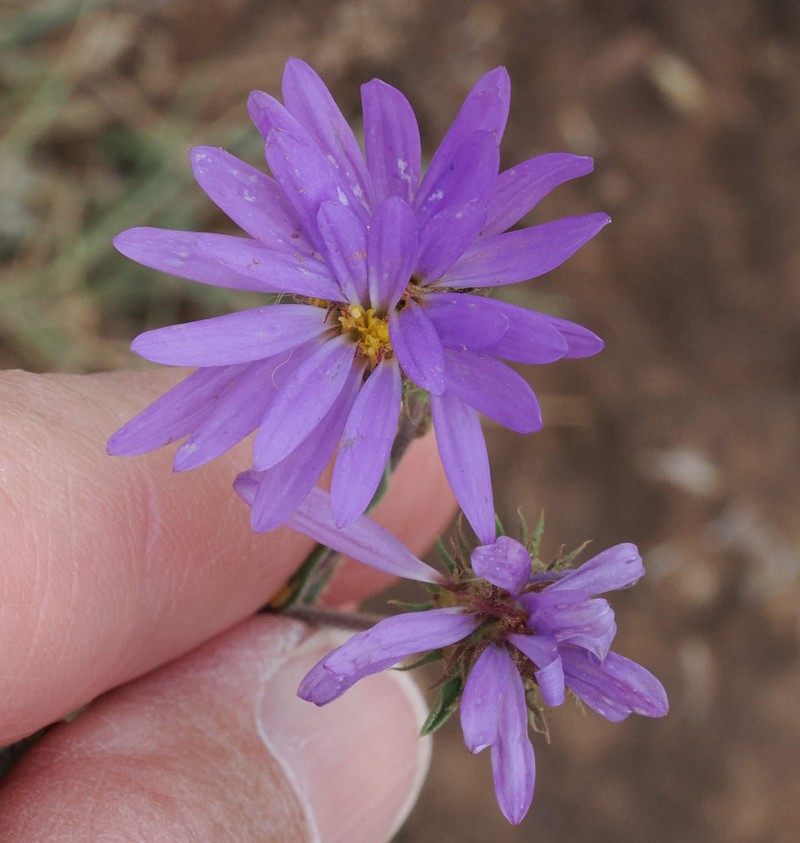 Dieteria bigelovii var. mucronata