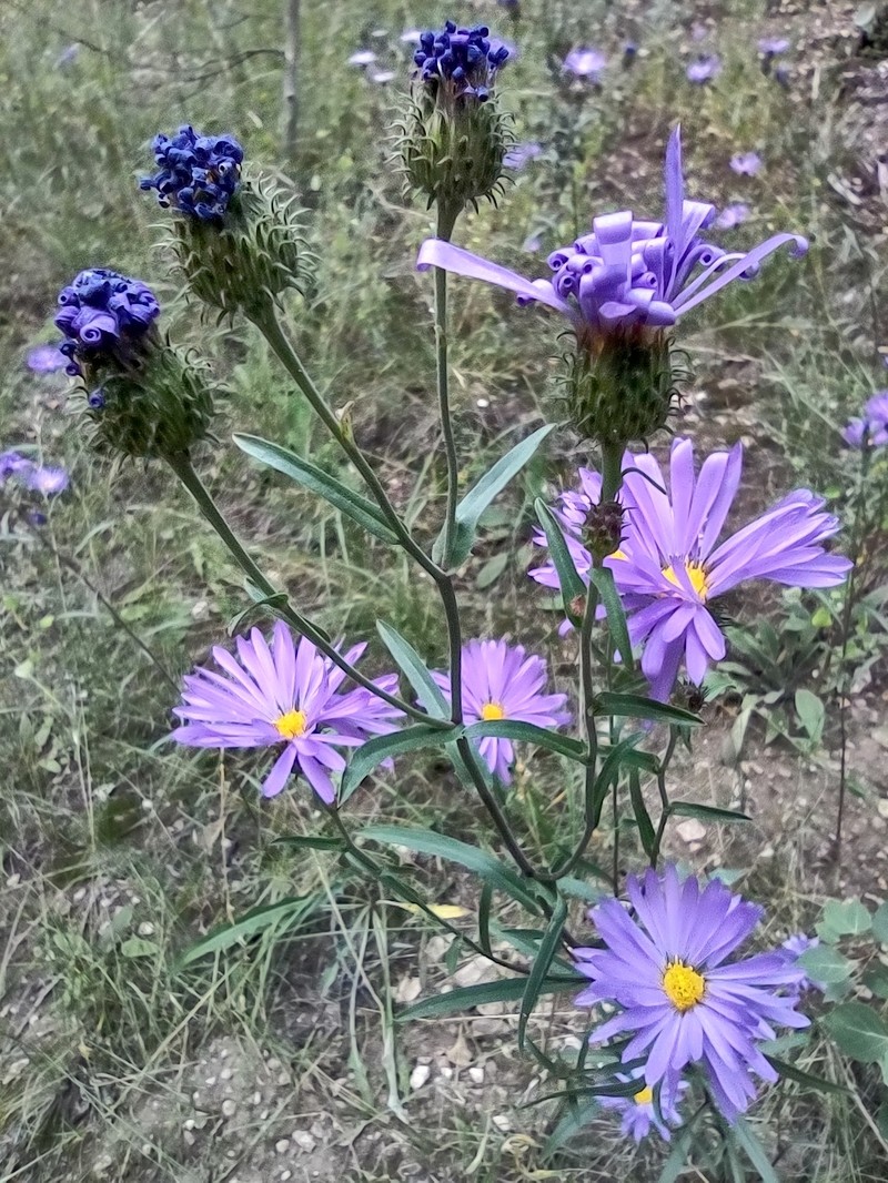 Dieteria bigelovii var. mucronata photo 2