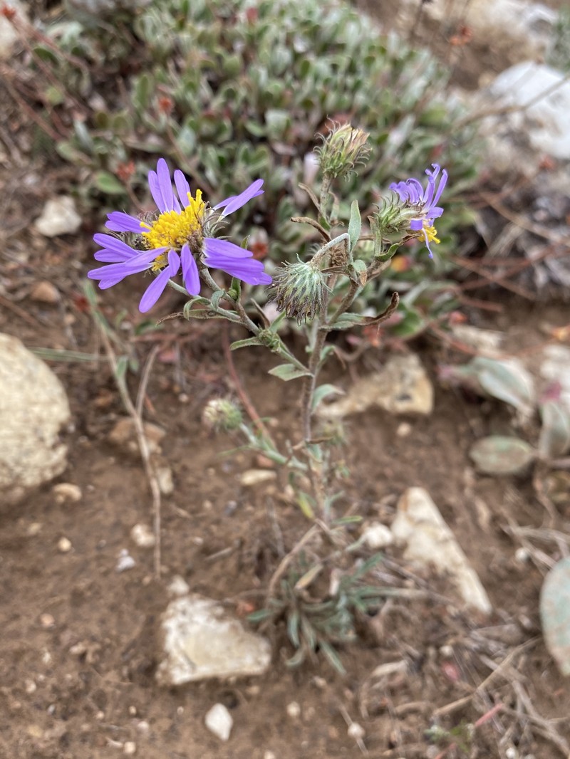 Dieteria bigelovii var. mucronata photo 3
