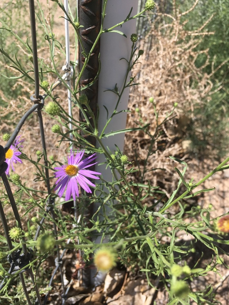 Hoary Tansyaster photo 2