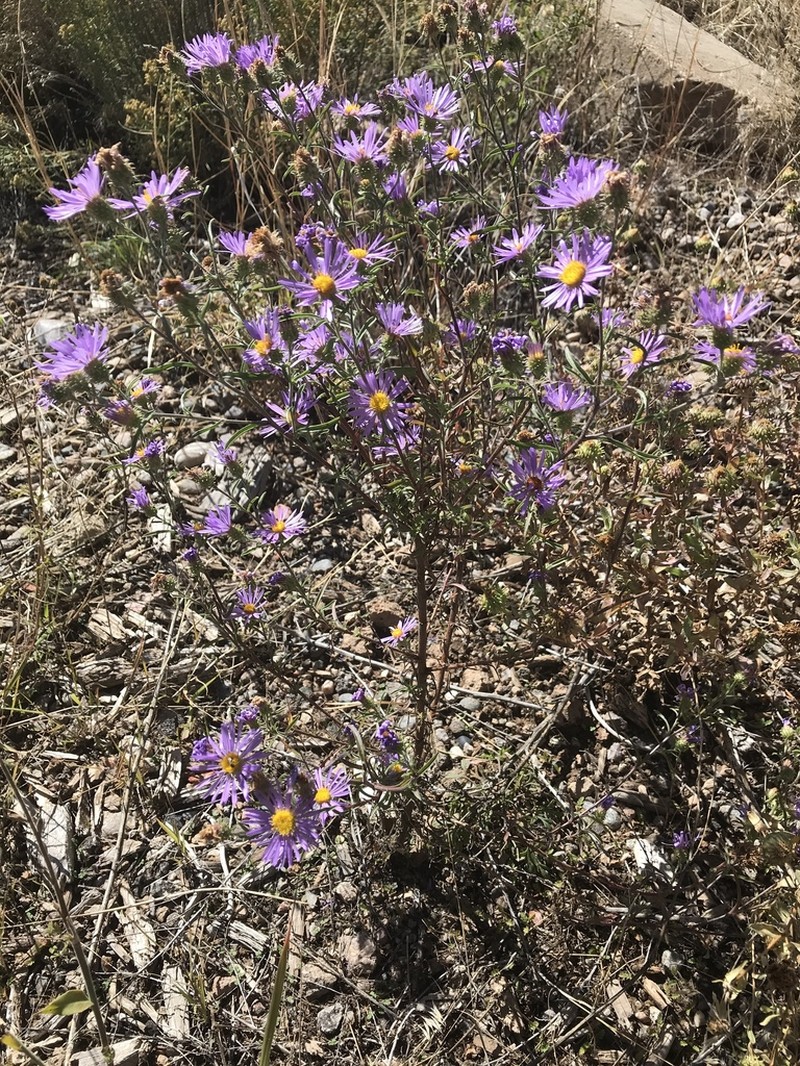 Hoary Tansyaster photo 4