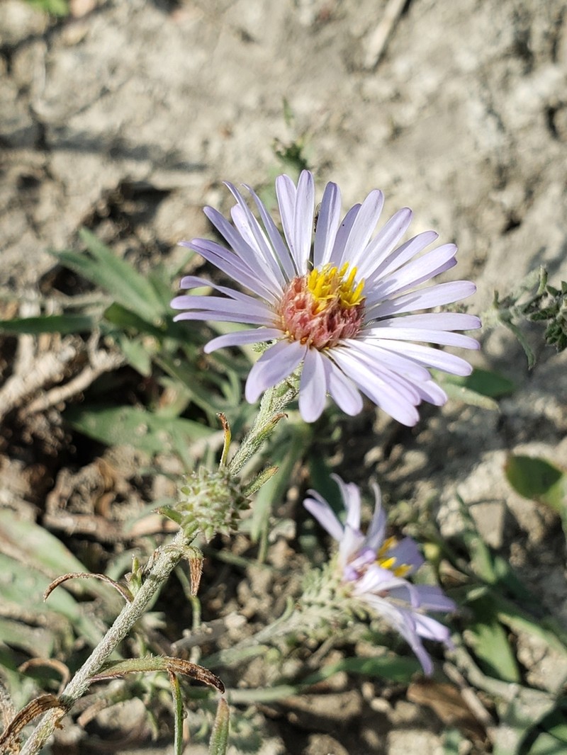 Hoary Tansyaster photo 5