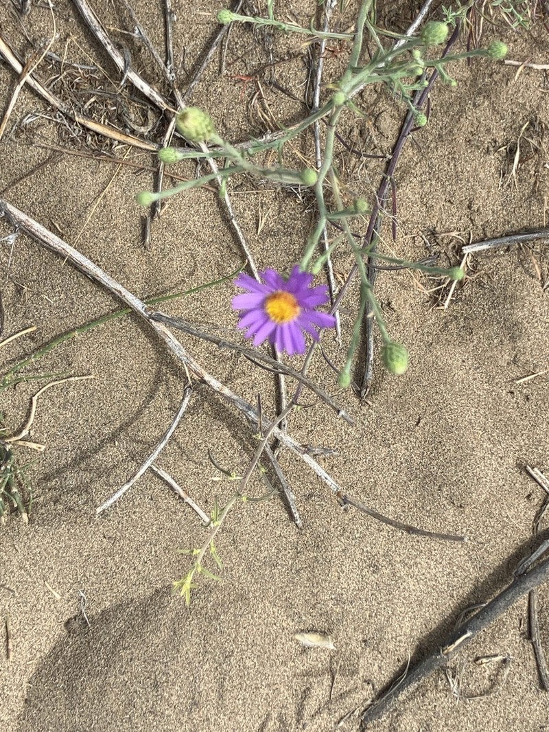 Hoary Tansyaster photo 6