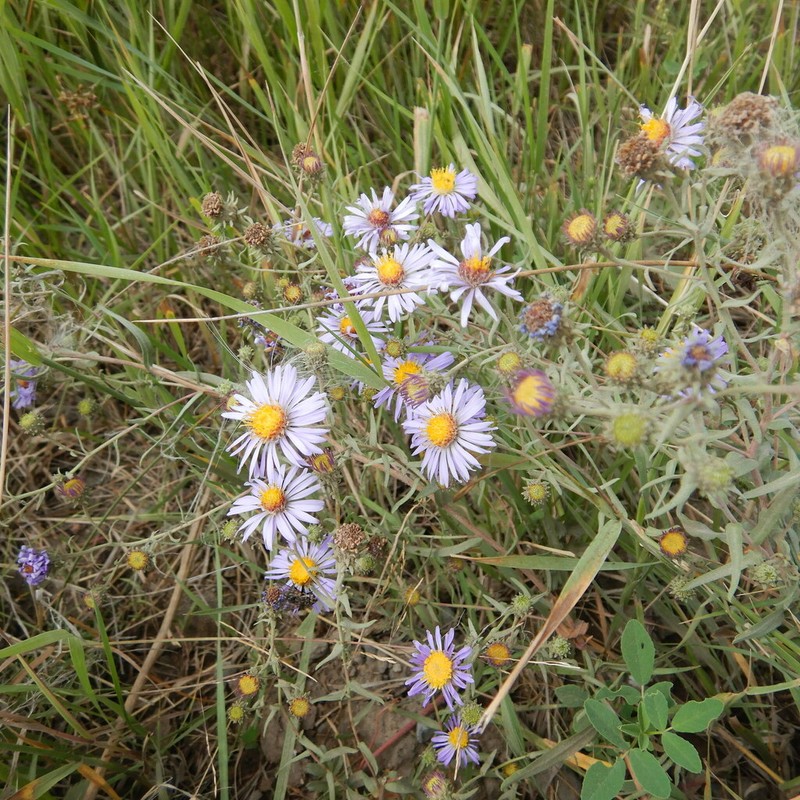 Hoary Tansyaster photo 7
