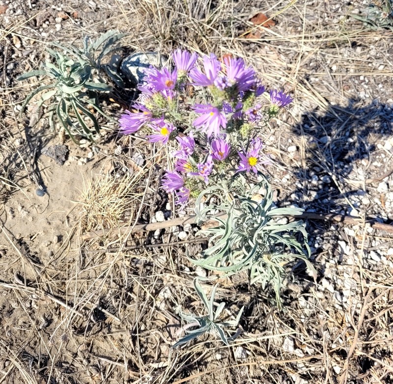 Hoary Tansyaster photo 8