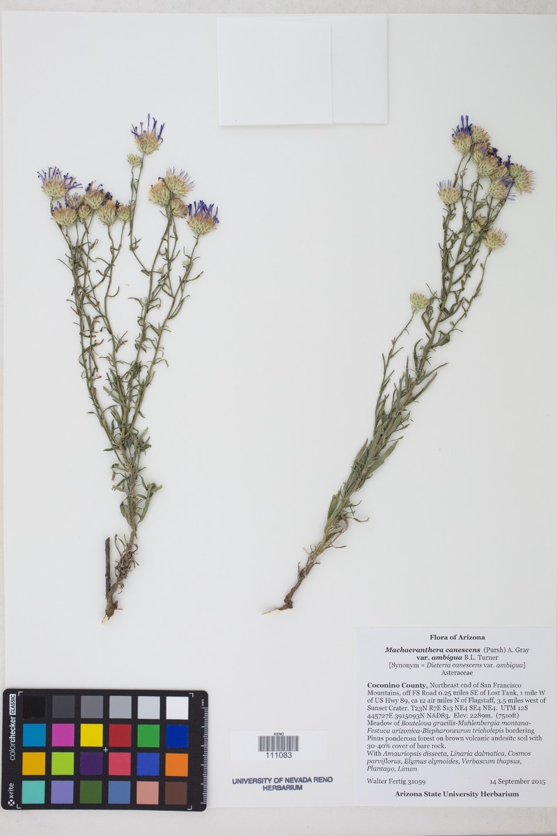 Dieteria canescens var. ambigua