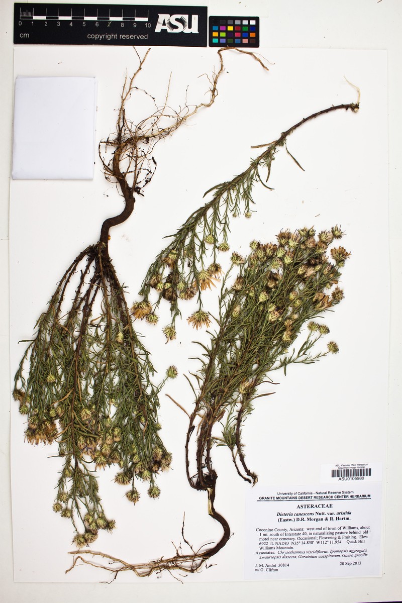 Dieteria canescens var. ambigua photo 2