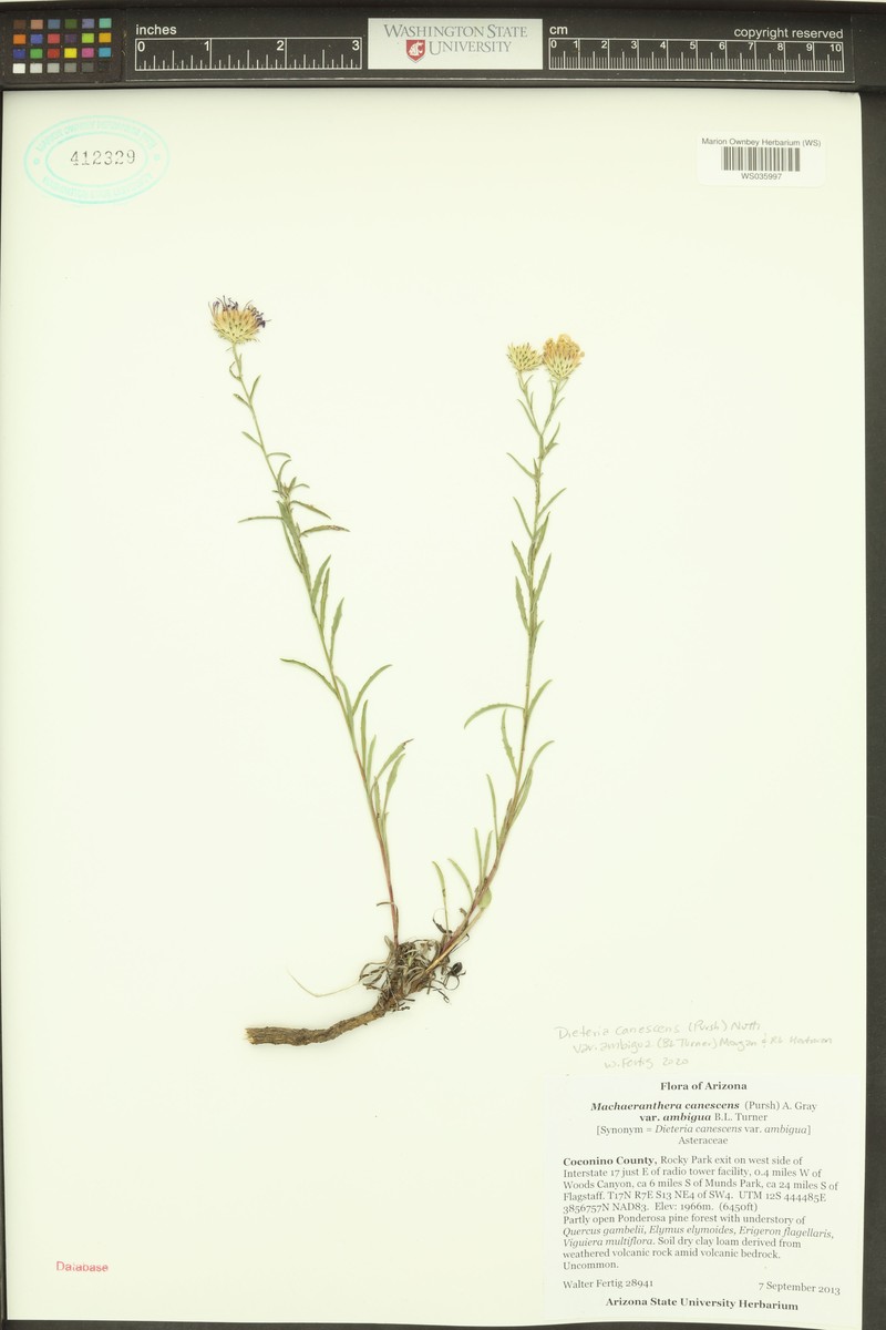 Dieteria canescens var. ambigua photo 3