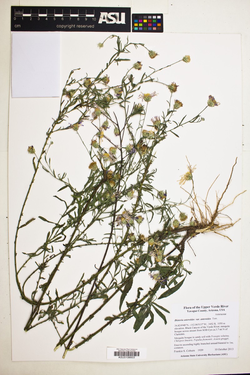 Dieteria canescens var. ambigua photo 4