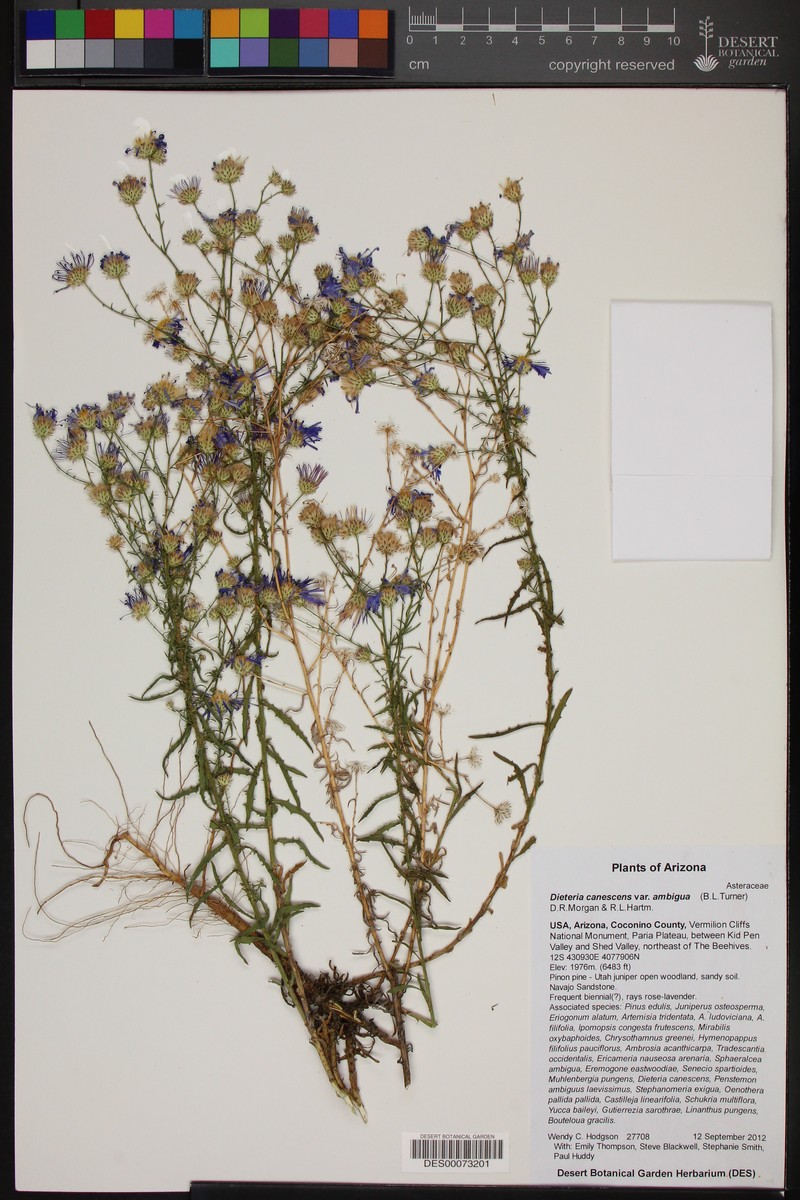 Dieteria canescens var. ambigua photo 5
