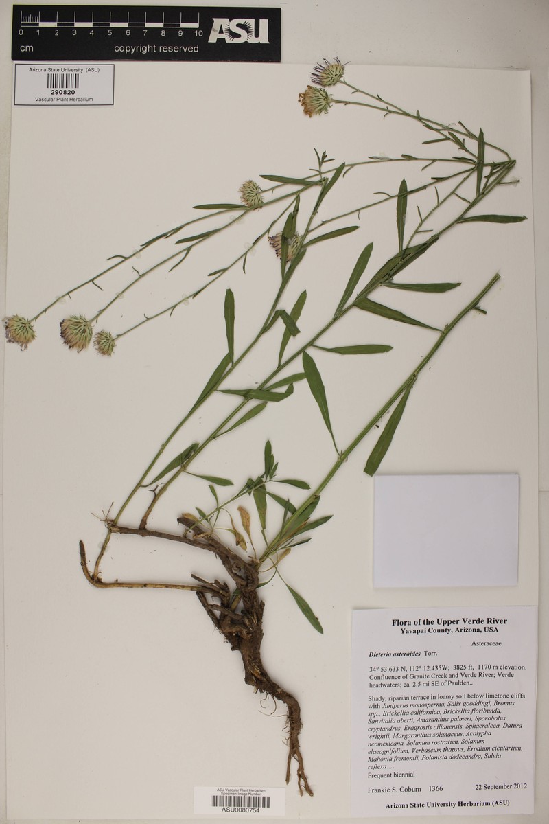 Dieteria canescens var. ambigua photo 6